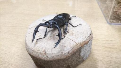 ノコギリクワガタ アマミ