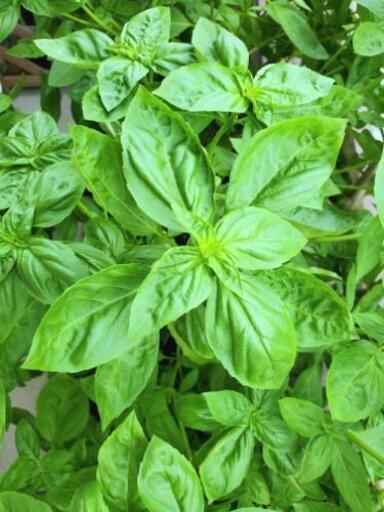 効能たくさん 自家栽培無農薬生スイートバジル60g ラテママ 成増の食品の中古あげます 譲ります ジモティーで不用品の処分
