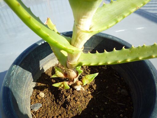 キダチアロエ 医者いらず 多肉植物１鉢高さ約５０ｃｍ 掲載no 2 とくさん ときわ台のその他の中古あげます 譲ります ジモティーで不用品の処分