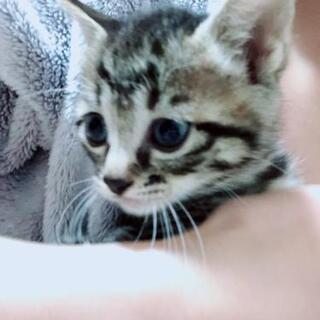 生後1ヶ月半虎柄子猫7匹里親募集！ − 茨城県