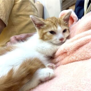 11月29日(日) 猫の譲渡会 名古屋市守山区 　もりやま犬と猫...