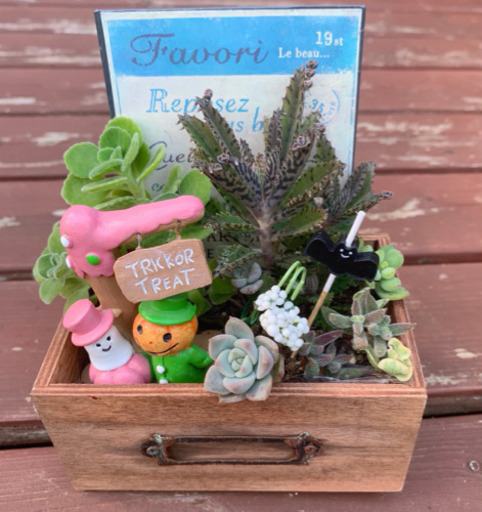 ★このまま飾れる★多肉植物 寄せ植え ハロウィン 玉手箱