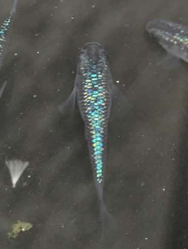 サファイア　稚魚　10匹 5mm〜10mm