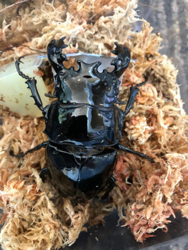 タランドゥスオオツヤクワガタペア