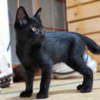 【里親さま決定★】激かわ♥生後3ヶ月半くらいの黒猫くん♂🎃💜 - 木更津市
