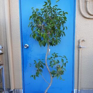 170cmベンジャミン鉢植え