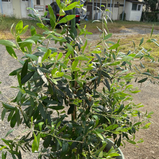 東京都 世田谷区の中古オリーブの木が無料 格安で買える ジモティー