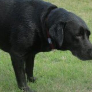 愛犬の大型犬に1年以上会えていない方を探しています！