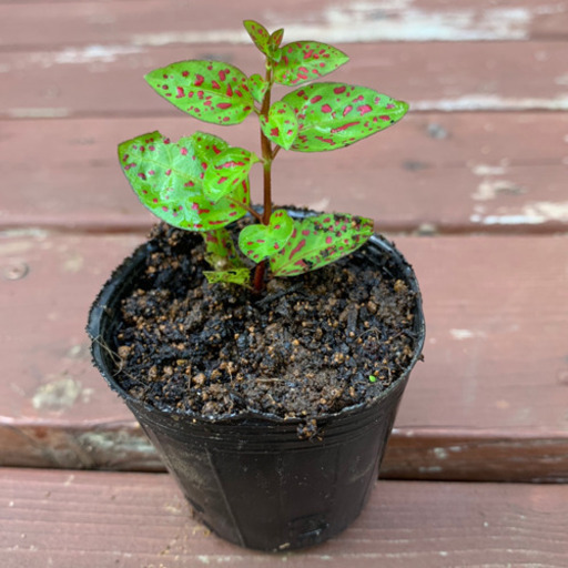 ヒポエステス 観葉植物 植物苗 みんみん 三ツ境の生活雑貨の中古あげます 譲ります ジモティーで不用品の処分 ヒポエステス 観葉植物 植物苗 みんみん 三ツ境の生活雑貨の中古あげます 譲ります ジモティーで不用品の処分