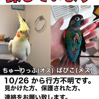 【迷子】助けてください。インコが2匹いなくなりました。