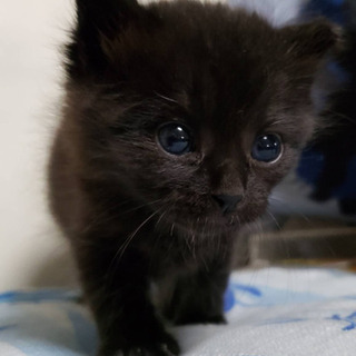黒猫男の子　1ヶ月