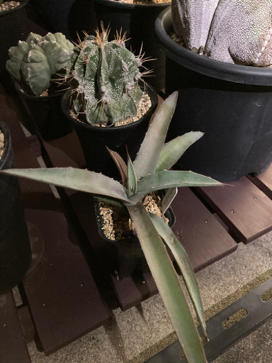 11月末までアガベチタノタfo 76ドワーフ マクロアカンサ子株 さんちゃん 東林間のその他の中古あげます 譲ります ジモティーで不用品の処分