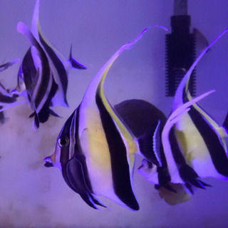 熊野灘ハンドコートツノダシ7 9cm 粒餌ok 近海魚 Tropical 恵我ノ荘のその他の中古あげます 譲ります ジモティーで不用品の処分