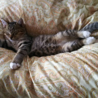 キジトラ猫ちゃん里親募集 ゆうちゃん 安中の猫の里親募集 ジモティー