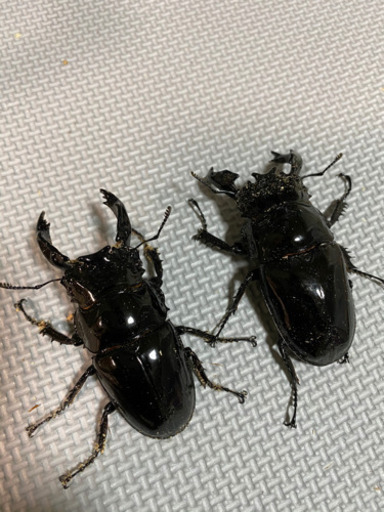 レギウスツヤクワガタペア