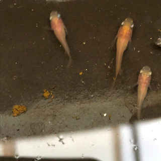 ミックスダルマメダカの幼魚5匹