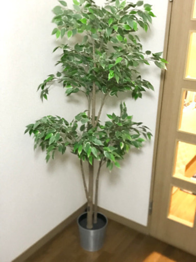 Ikea フェイクグリーン ニモ 武蔵小山のその他の中古あげます 譲ります ジモティーで不用品の処分 Ikea フェイクグリーン ニモ 武蔵小山のその他の中古あげます 譲ります ジモティーで不用品の処分
