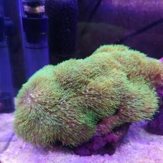 新規受付停止中スターポリプ　サンゴ