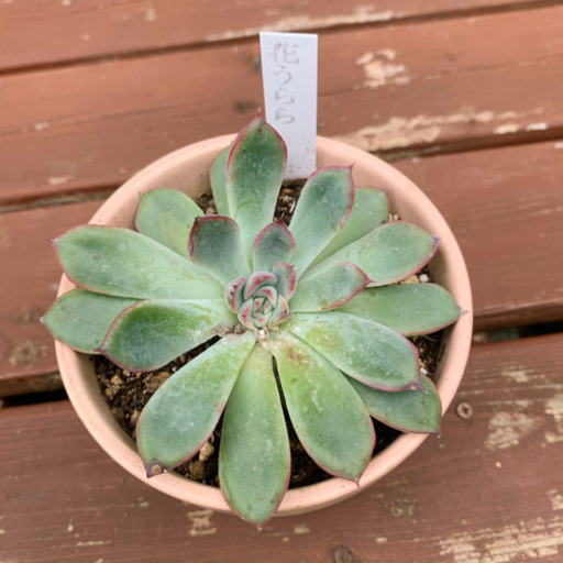 多肉植物 プリドニス 花うらら 植物苗 根付き 希少 みんみん 三ツ境の生活雑貨の中古あげます 譲ります ジモティーで不用品の処分