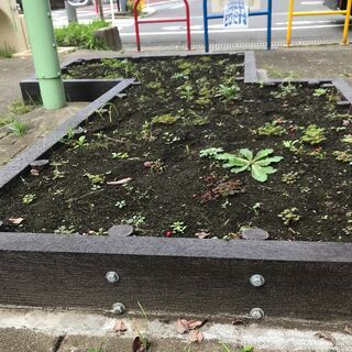 公園花壇に植える花の種・苗などのご寄贈をお願いします