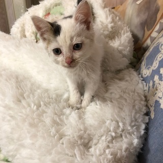 生後1ヵ月程度の白黒猫ちゃん♂