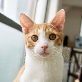 猫たちを幸せ出来るお店作りを目指してます！の画像