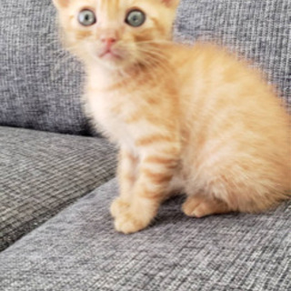 凄く可愛い茶トラの子猫ちゃんの里親募集💕穏やかな子猫ちゃんです。の画像