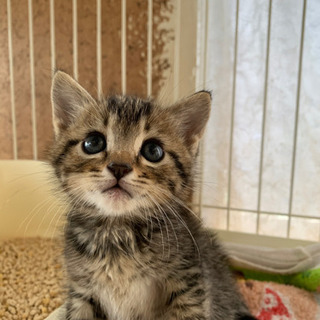 母猫がこの子だけ置き去りしてしまい保護しました。里親様募集