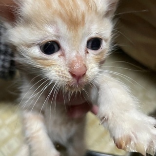 野良猫が産んだ仔猫 ⇒ 茶色 １ヶ月弱 - 出雲市