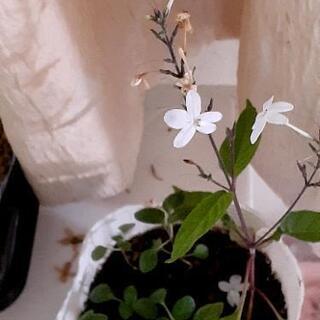 ❤ほったらかしOK！可愛い白花❤おまけも+