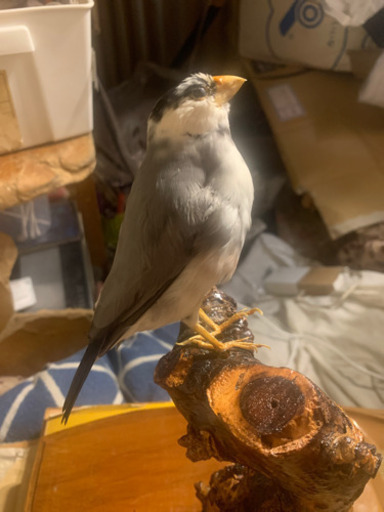 野鳥の剥製ガラス付き | www.pcspeed.com.pe