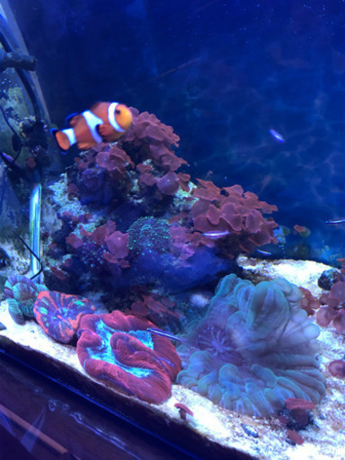 海水魚、サンゴ、イソギンチャク アクアリウム機材 等 生体お