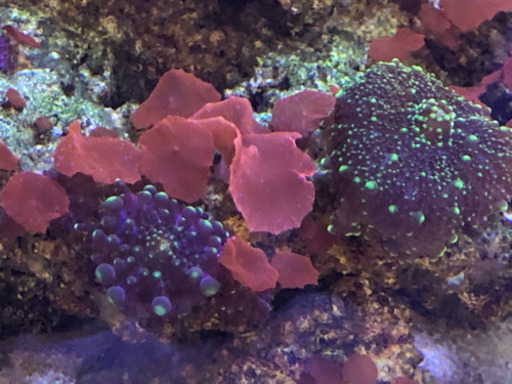 水槽 サンゴ 海水魚 その他機材