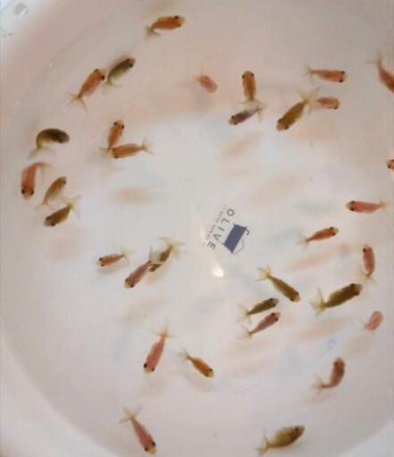 最終 金魚 江戸錦稚魚10匹1000円 2cm 趣味金ぎょちゃん 小岩のその他の中古あげます 譲ります ジモティーで不用品の処分 最終 金魚 江戸錦稚魚10匹1000円 2cm 趣味金ぎょちゃん 小岩のその他の中古あげます 譲ります ジモティーで不用品の処分