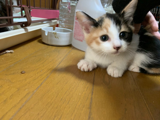 可愛い子猫ちゃん しの 大門の猫の里親募集 ジモティー 可愛い子猫ちゃん しの 大門の猫の里親募集 ジモティー