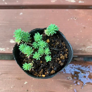 多肉植物 セダム パリダム 植物苗 グランドカバー みんみん 三ツ境の生活雑貨の中古あげます 譲ります ジモティーで不用品の処分 多肉植物 セダム パリダム 植物苗 グランドカバー みんみん 三ツ境の生活雑貨の中古あげます 譲ります ジモティーで不用品の処分
