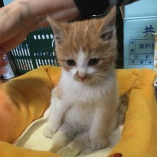 神奈川県の迷い猫 里親募集 ジモティー