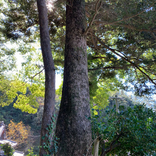 カヤの木 樹齢百数十年 状態よし 立木 原木