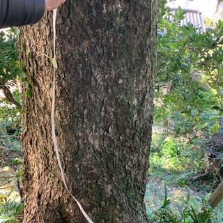 カヤの木 樹齢百数十年 状態よし 立木 原木 カヤの木 樹齢百数十年 状態よし 立木 原木