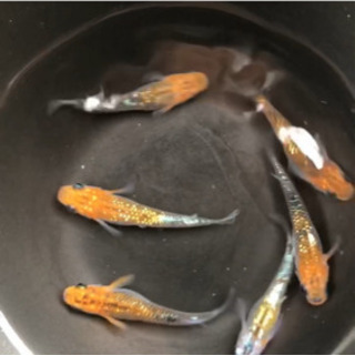 めだか販売豪華メダカくじ Black Rive ひたち野うしくのその他の中古あげます 譲ります ジモティーで不用品の処分