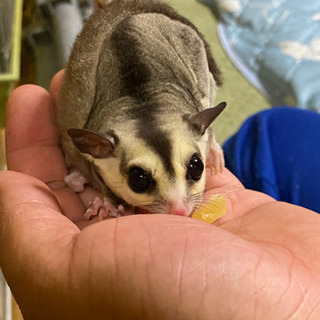 🐹⭐️里親決まりました🐹⭐️フクロモモンガ ❤️