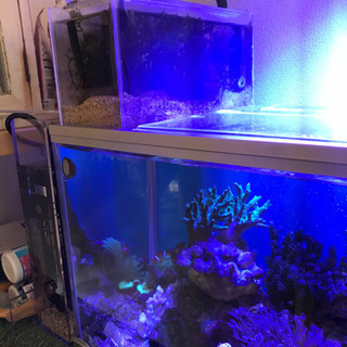 52センチ水槽　リフジム　隔離　産卵　熱帯魚　海水魚