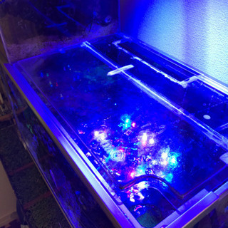 52センチ水槽　リフジム　隔離　産卵　熱帯魚　海水魚