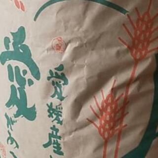 40個完売　新米（令和2年）コシヒカリ系の美味しい米です。低農薬...