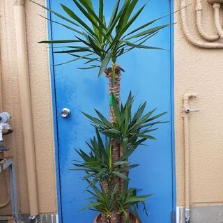 180cmユッカ観葉植物