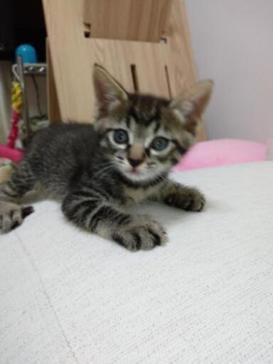 とあるお宅の裏庭で保護された若い猫さんが妊婦猫で飼えないとの事で他の猫と二匹引き取りましたが 一匹がエイズを発症していて同じ部屋で飼えない為 Kinoko 川越市の猫の里親募集 ジモティー