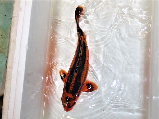 ドイツ　変わり鯉　炎龍　３０ｃｍ±