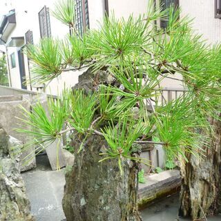 水岩石 すいがんせき 庭石 盆栽 鑑賞 ガーデニング インテリア 花台などに あき 浜松のその他の中古あげます 譲ります ジモティーで不用品の処分