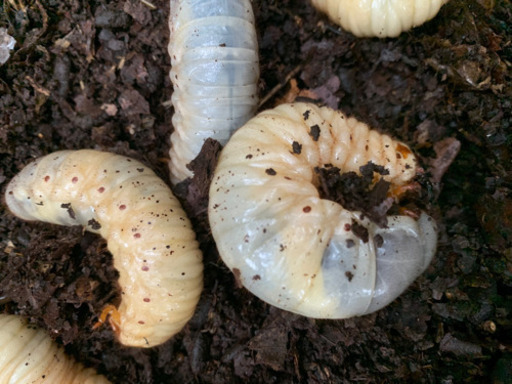 カブトムシ ノコギリクワガタ幼虫 タケマル 北本のその他の中古あげます 譲ります ジモティーで不用品の処分