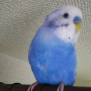 セキセイインコが迷子です(千葉県市川市行徳)